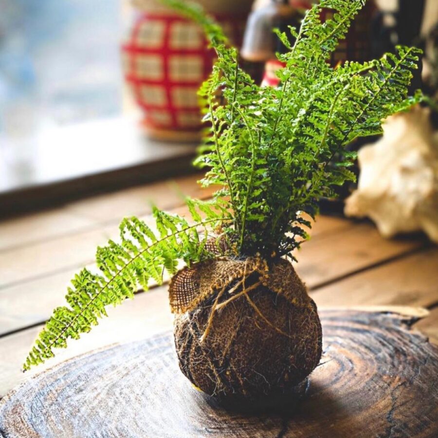 Boston fern