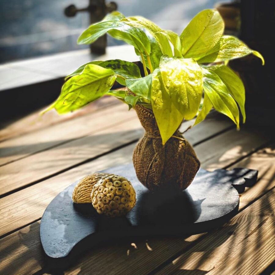 Golden money plant