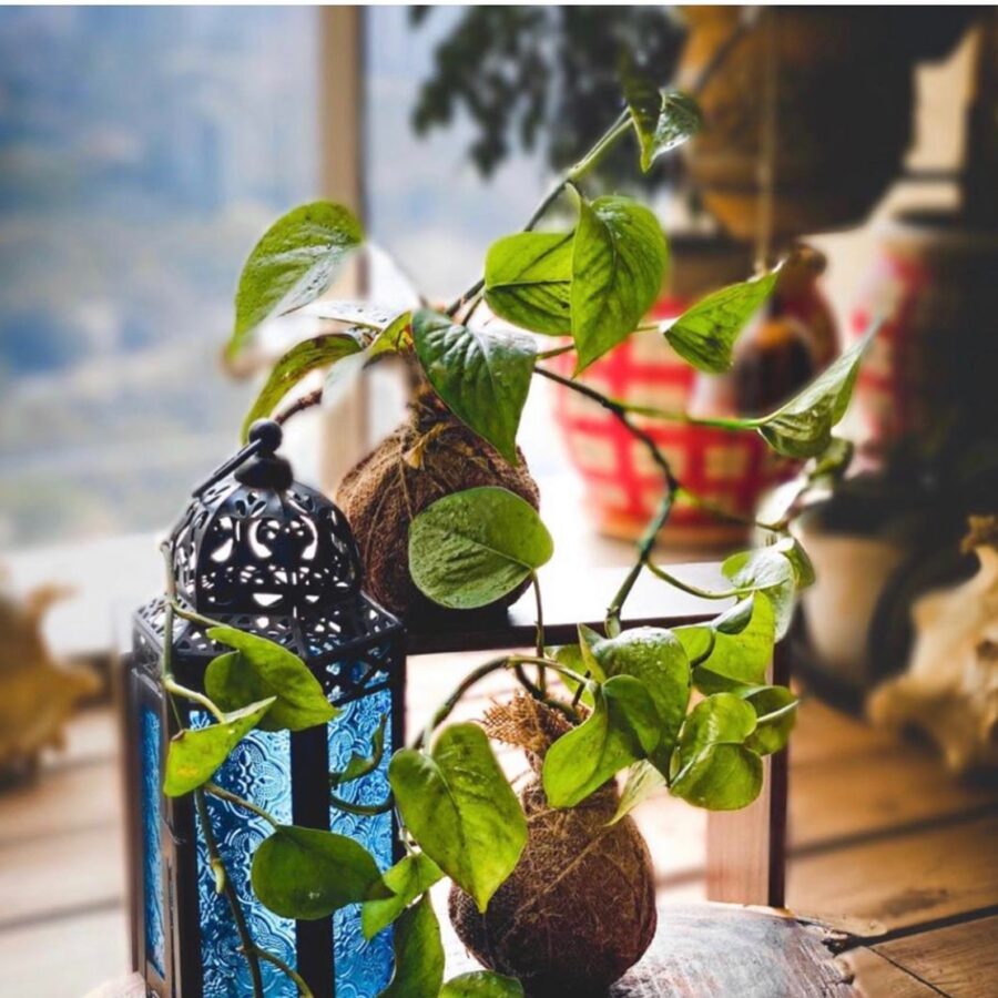 Money plant