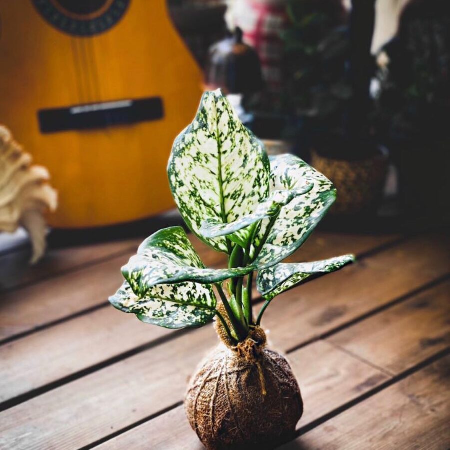 Variegated money plant