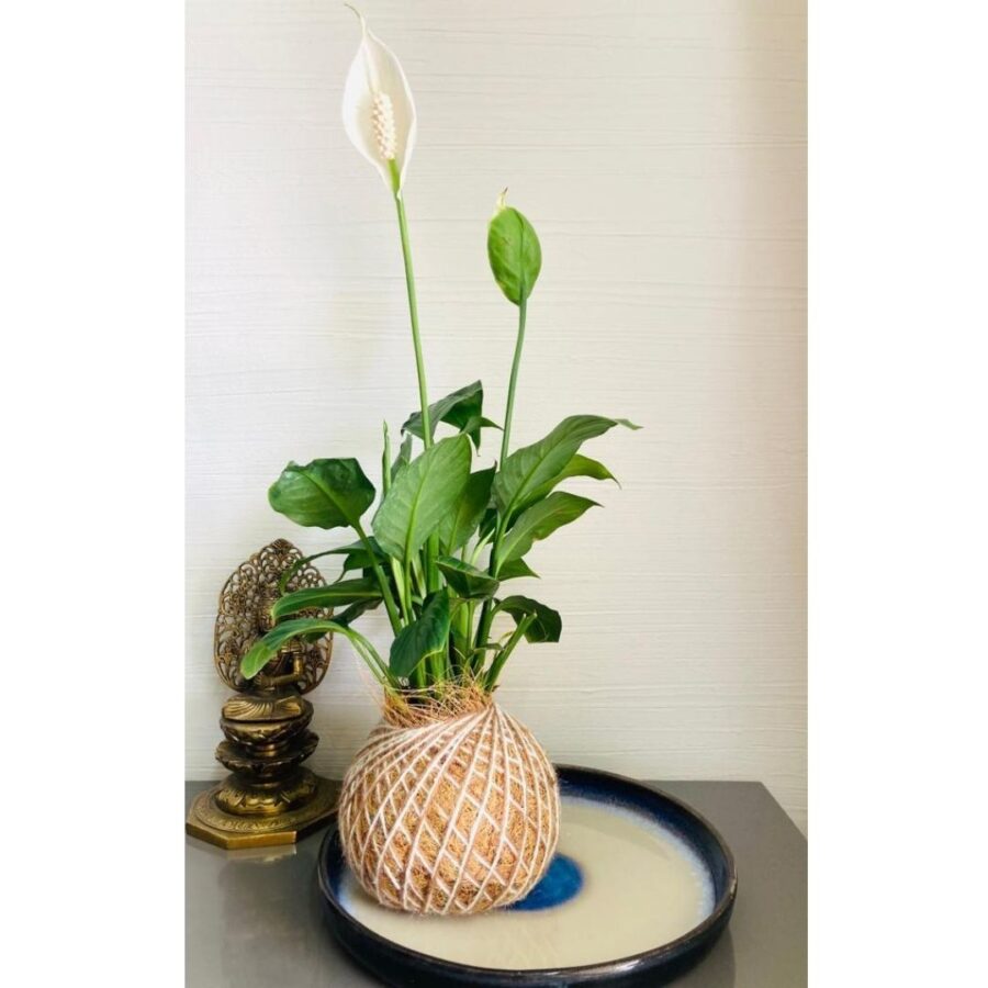 peace lily