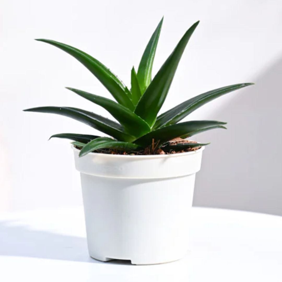 Aloe vera plant