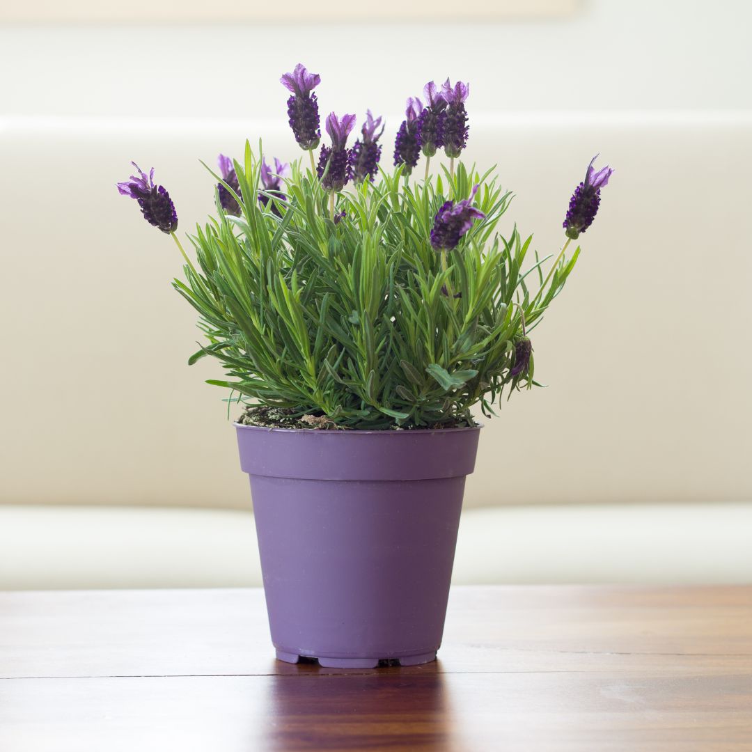 Lavender