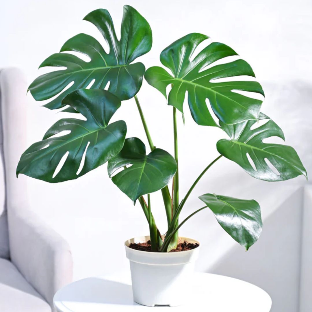 Monstera Plant