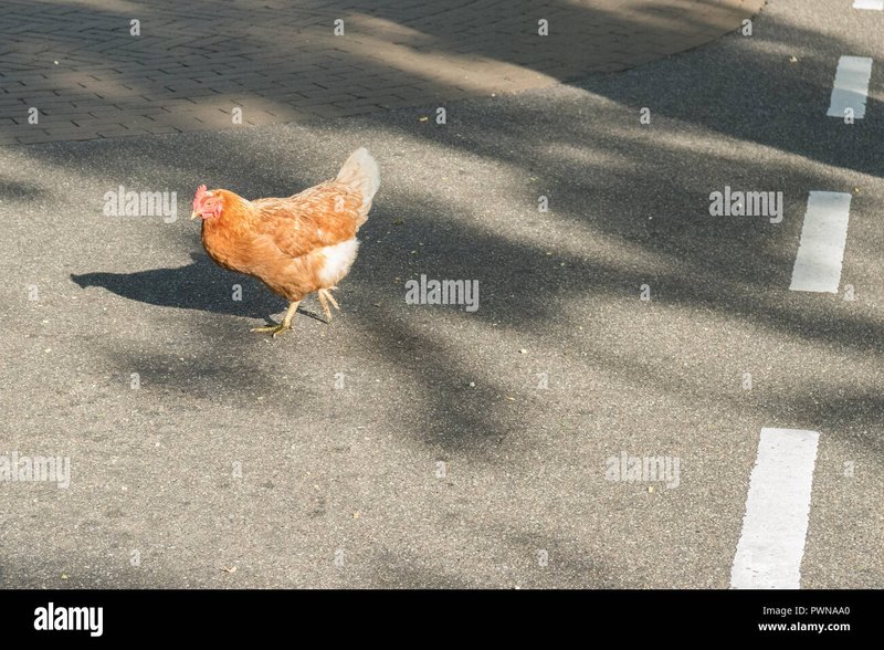 Romania - chicken road game